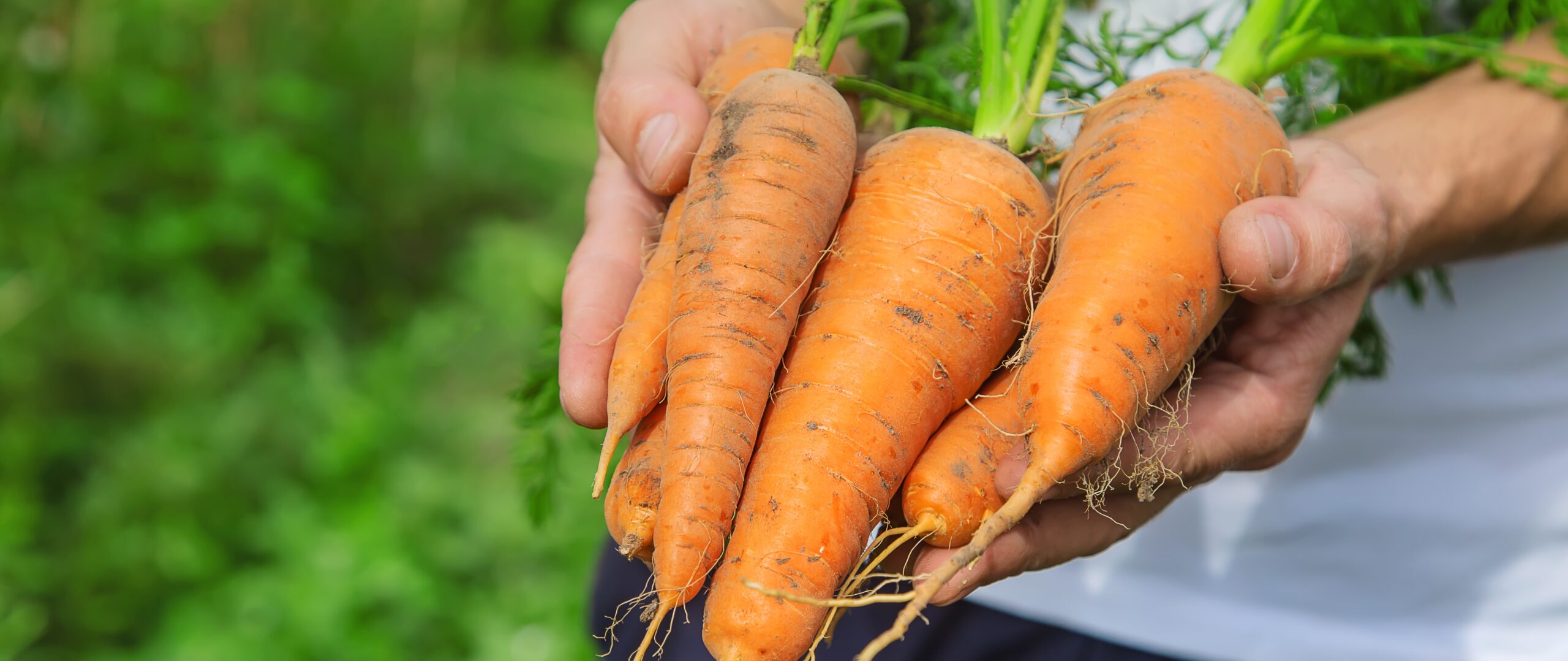 man with bunch carrots garden selective focus scaled