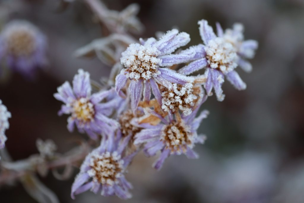 Rośliny ozdobne zimą – przegląd najpiękniejszych gatunków