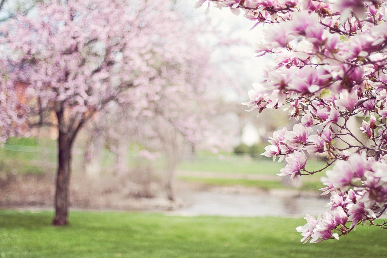 magnolia trees g9ab79a1b8 1280