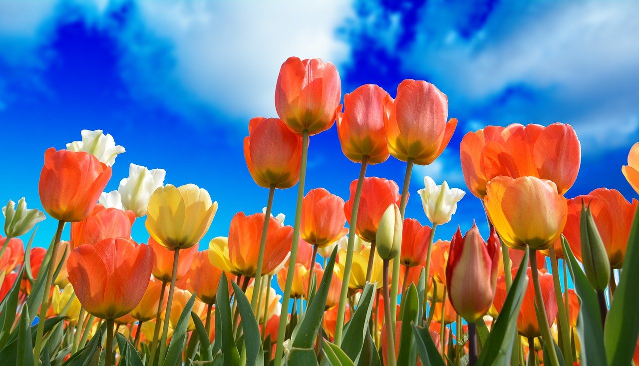 tulips 3251607 1280