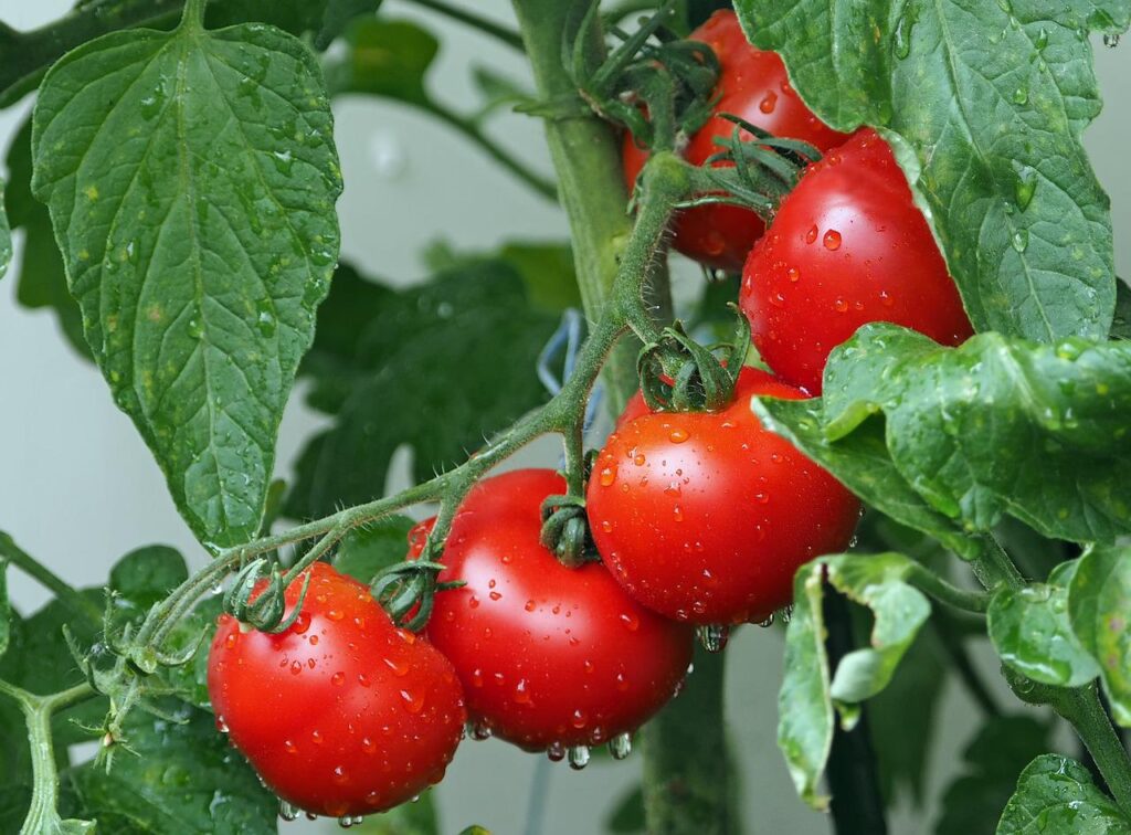 Niedobory składników pokarmowych u pomidora – jak je rozpoznawać?
