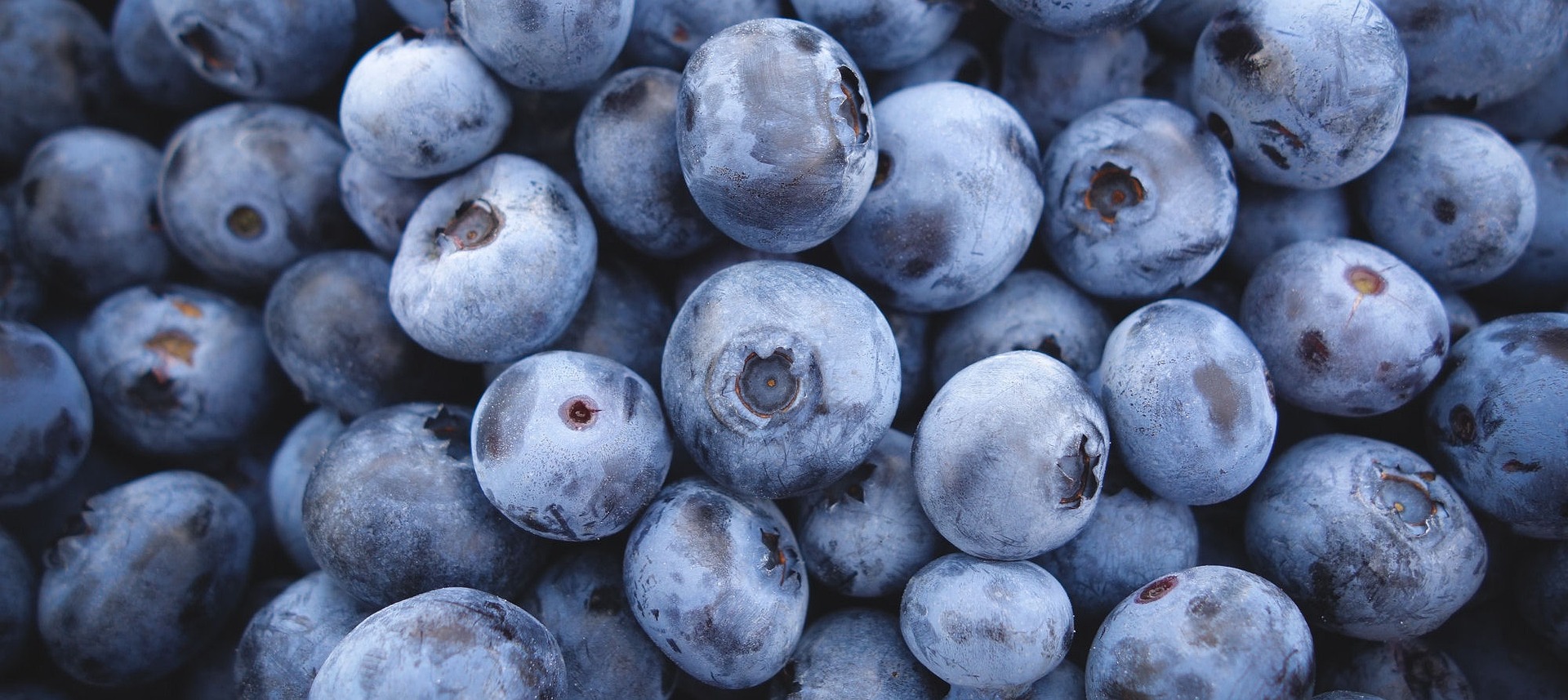 blueberries g6aa6e7402 1920