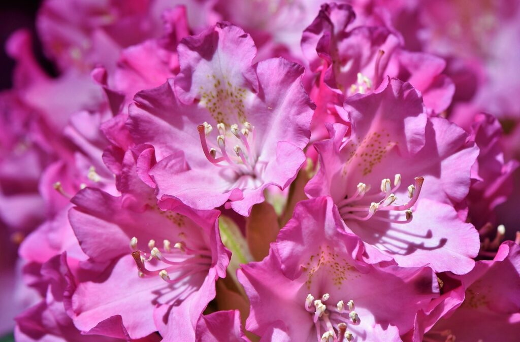 Jak nawozić rododendrony i hortensje