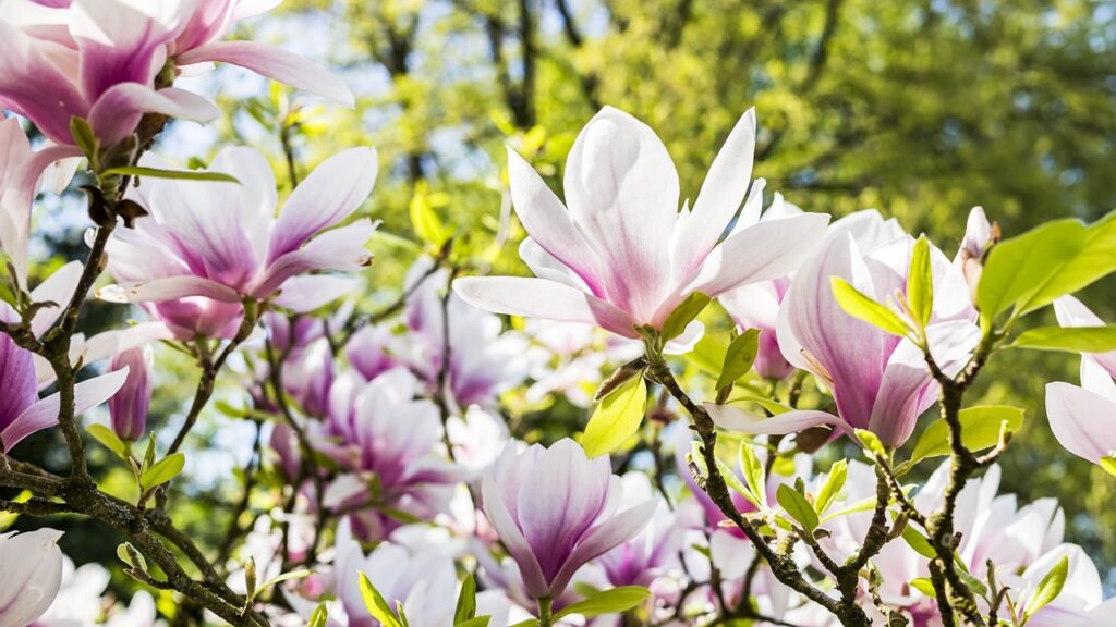 Magnolia słabo kwitnie lub nie kwitnie – co robić?