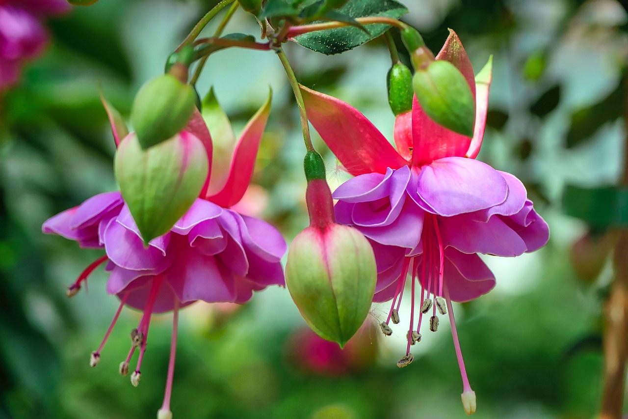 fuchsia wind chime 3402354 1280