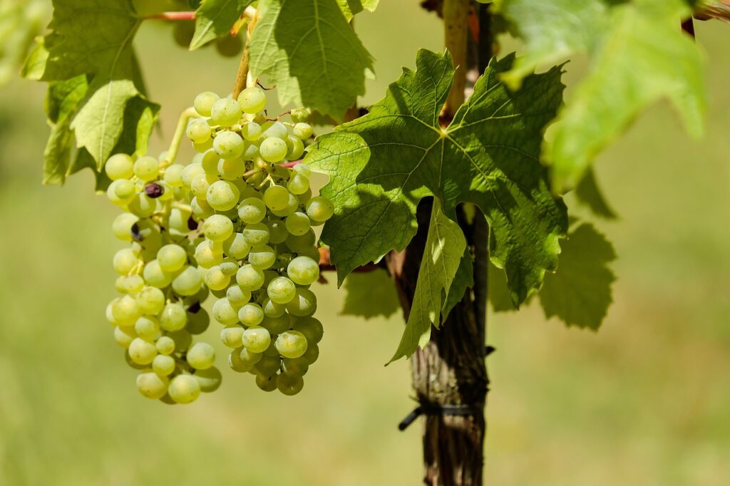 O tym pamiętaj uprawiając winorośl w ogrodzie!